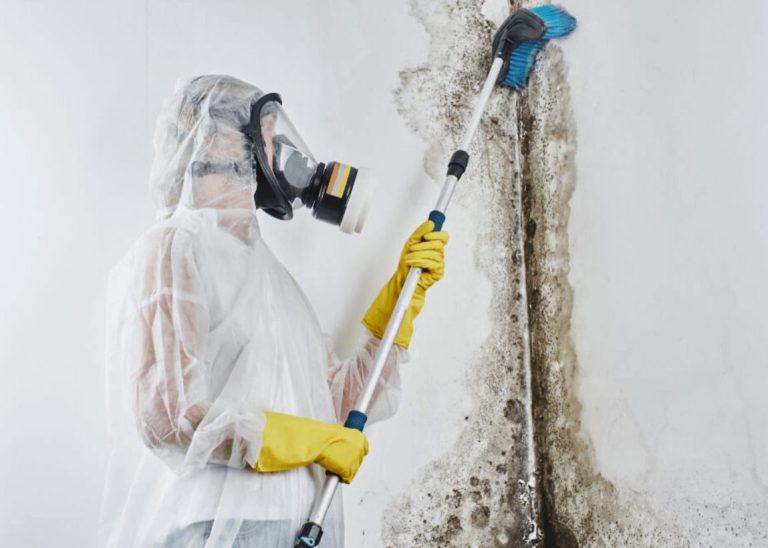 The Benefits of Regular Mold Inspections and Mold Removal Services