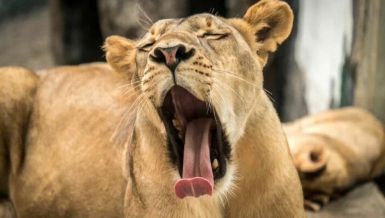 Why Do People Yawn? Uncovering the Reasons and Biology